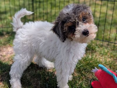 Playful Merle Tri Mini Labradoodle Girl Ready Now