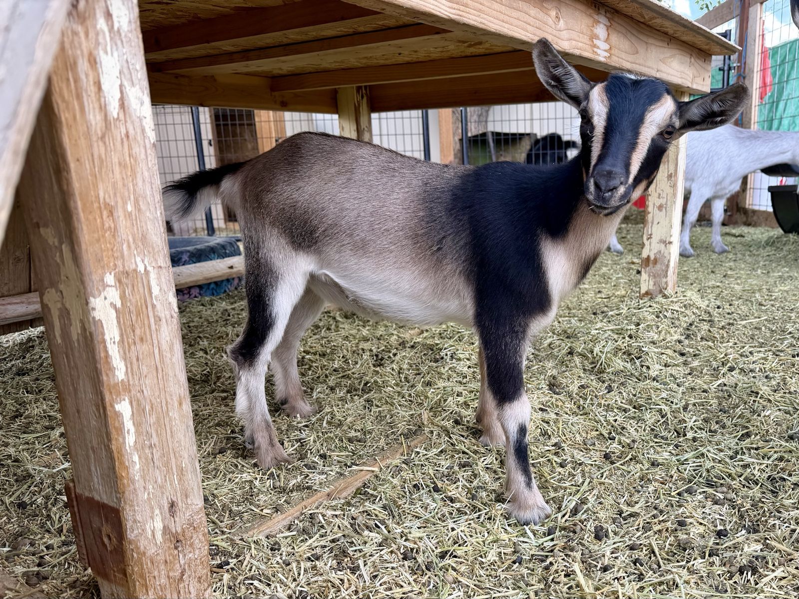 Nigerian Dwarf Doeling 