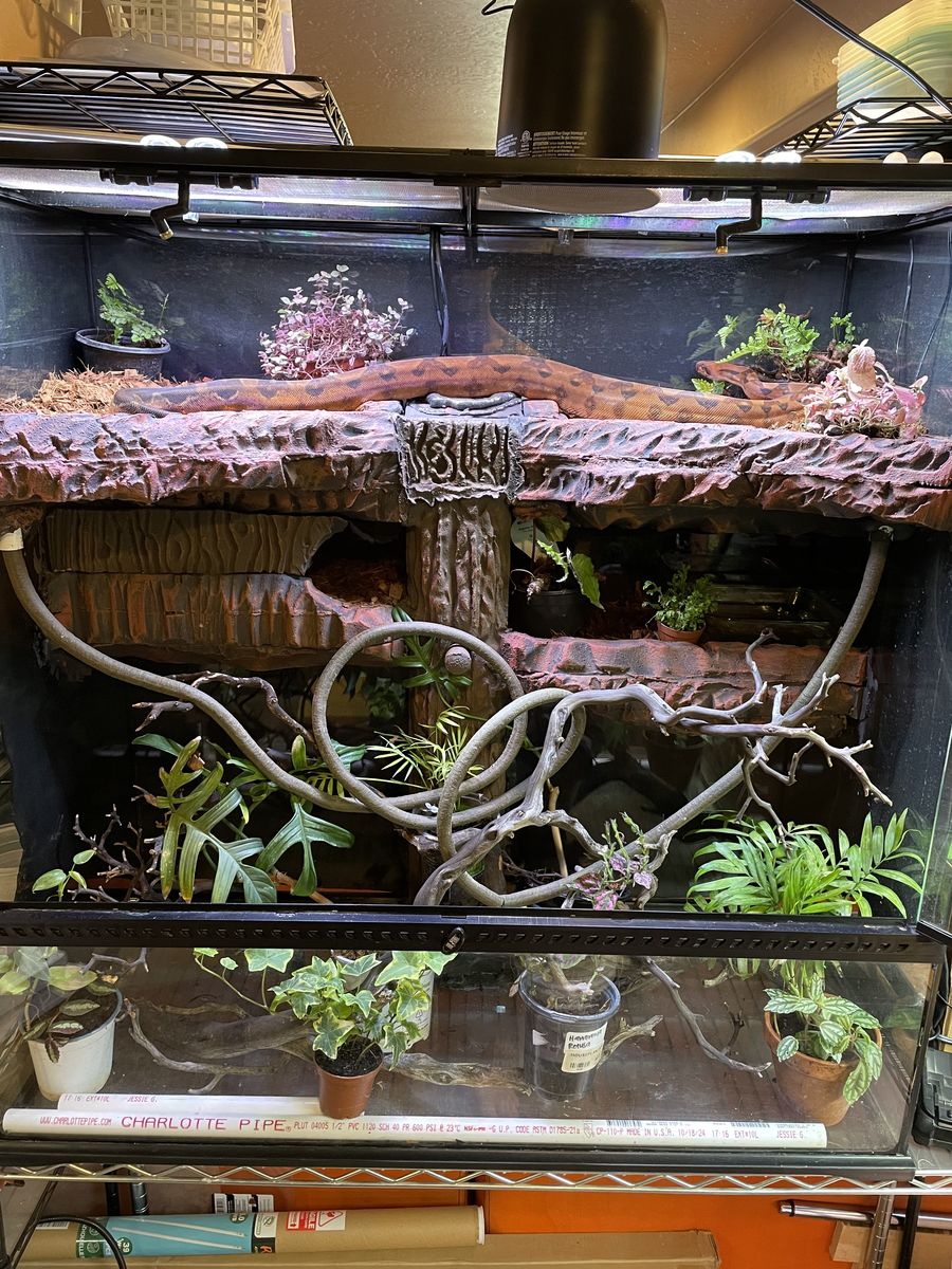 Reptile Collection Blowout Sale