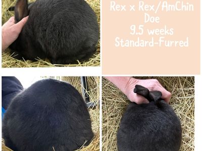 Rex x Rex/American Chinchilla Doe