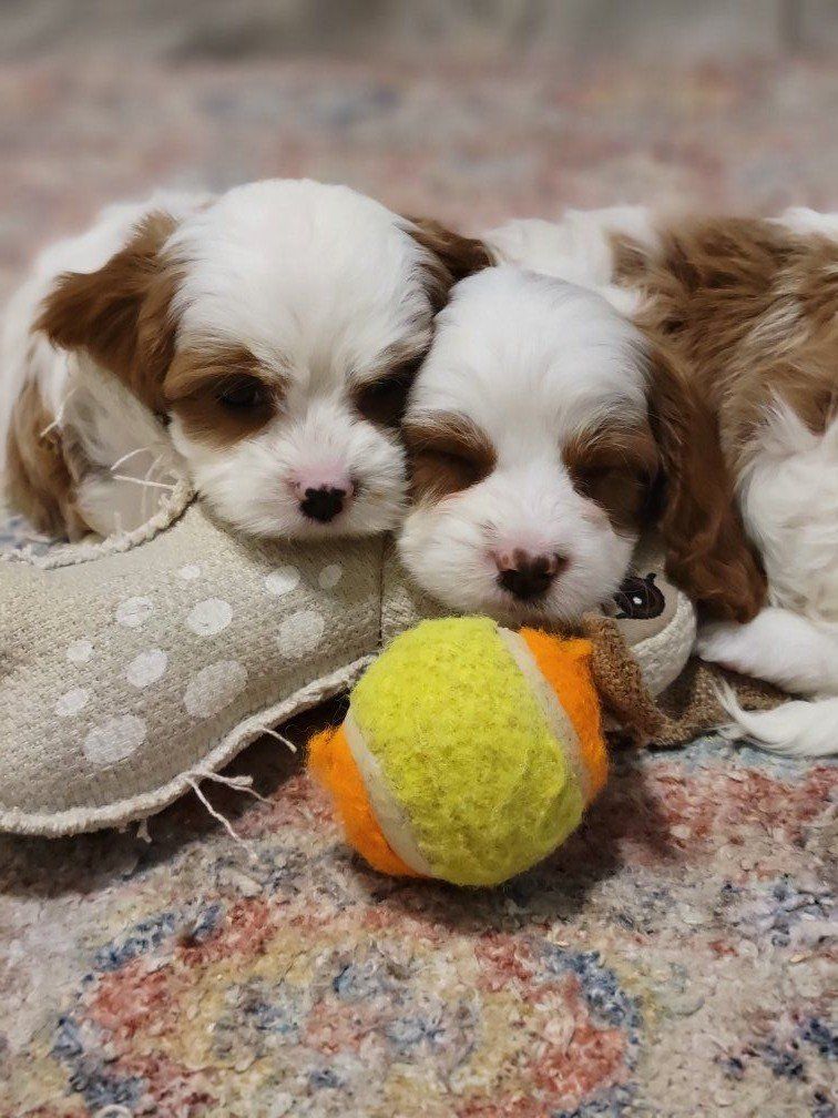 Exceptional Cavapoo Puppies