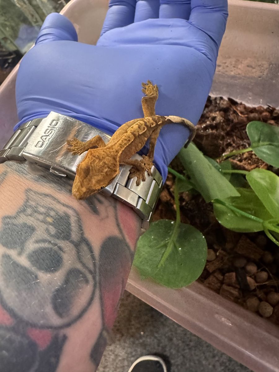 Crested Gecko Pet Lizard