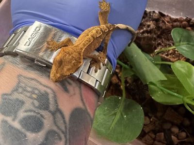 Crested Gecko Pet Lizard