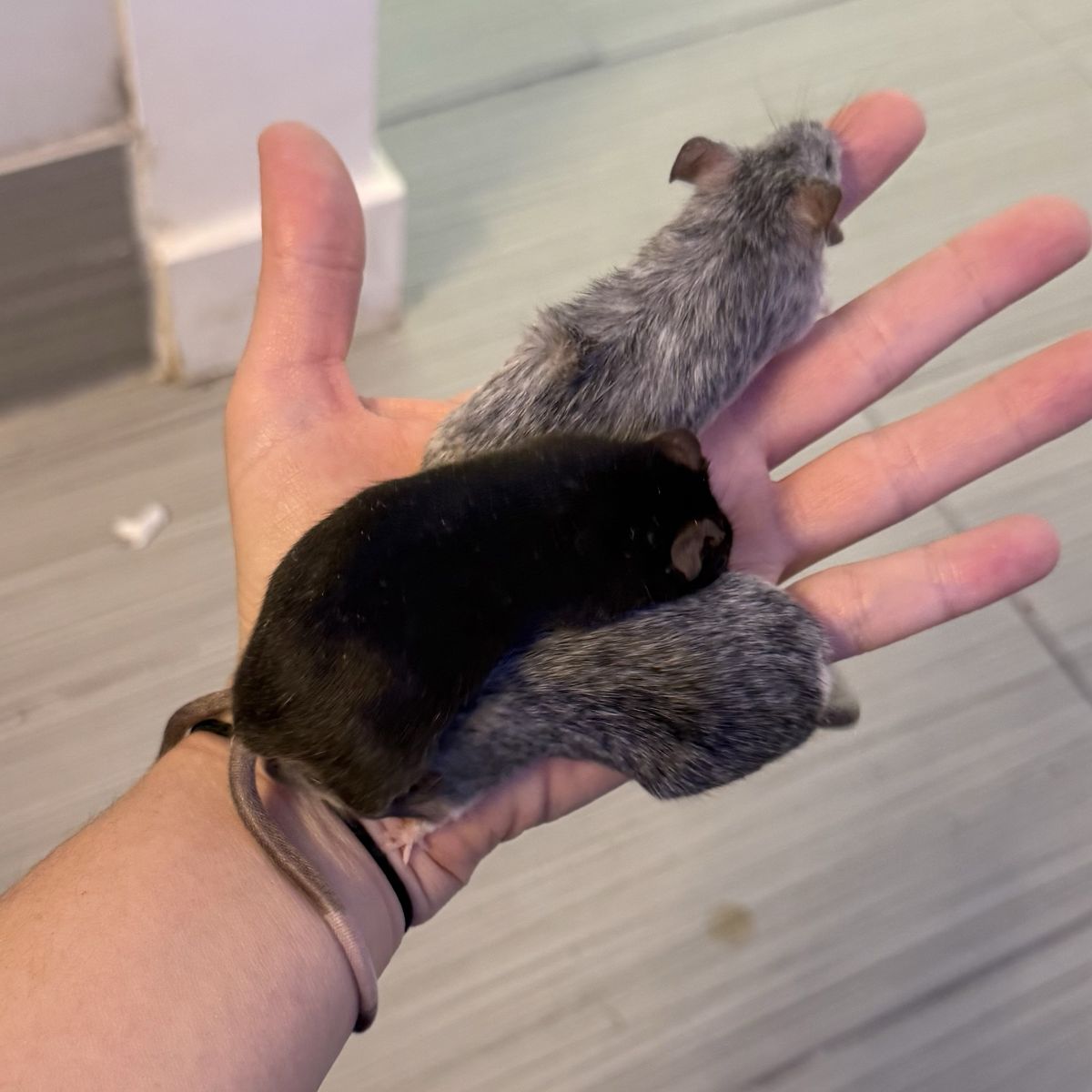 Three Male Mice