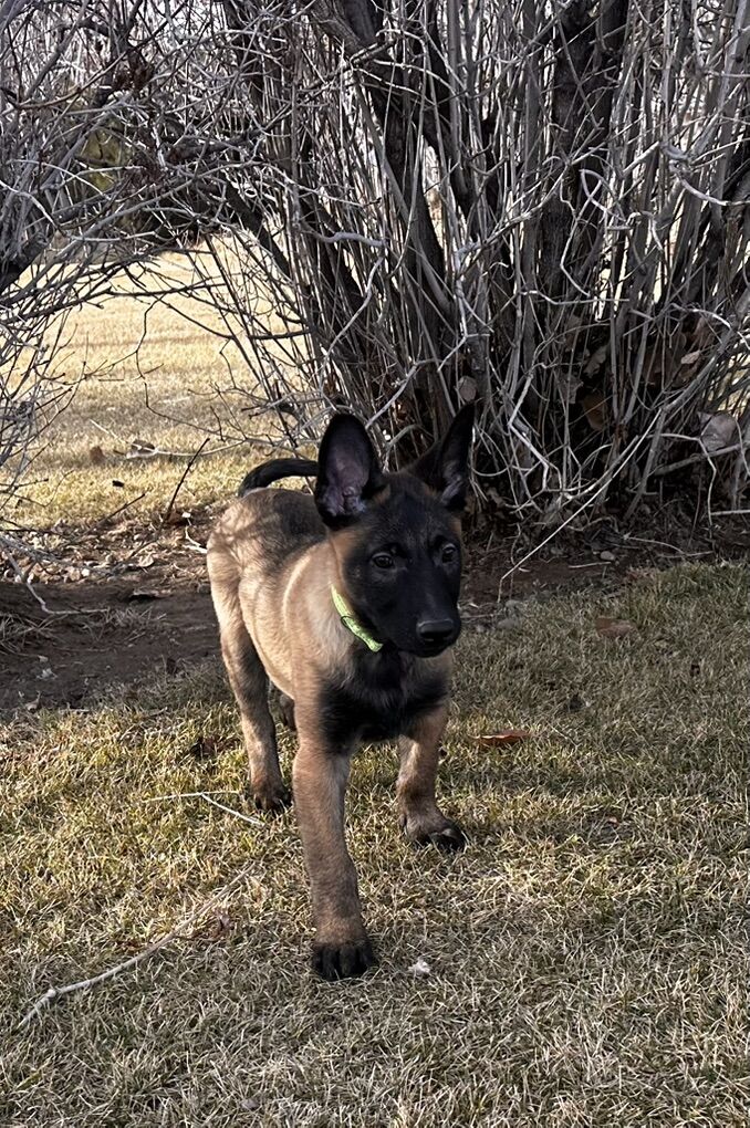Belgian Malinois Puppies
