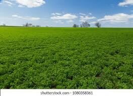 Alfalfa Hay 3x4 Bales