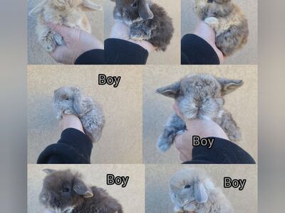 Baby Holland Lops!