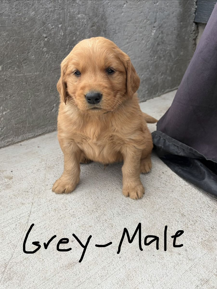 AKC Red Golden Retriever puppies