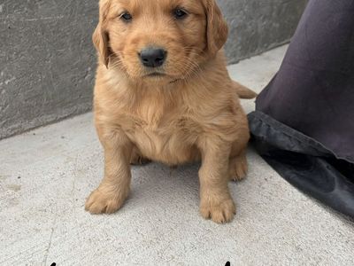 AKC Red Golden Retriever puppies