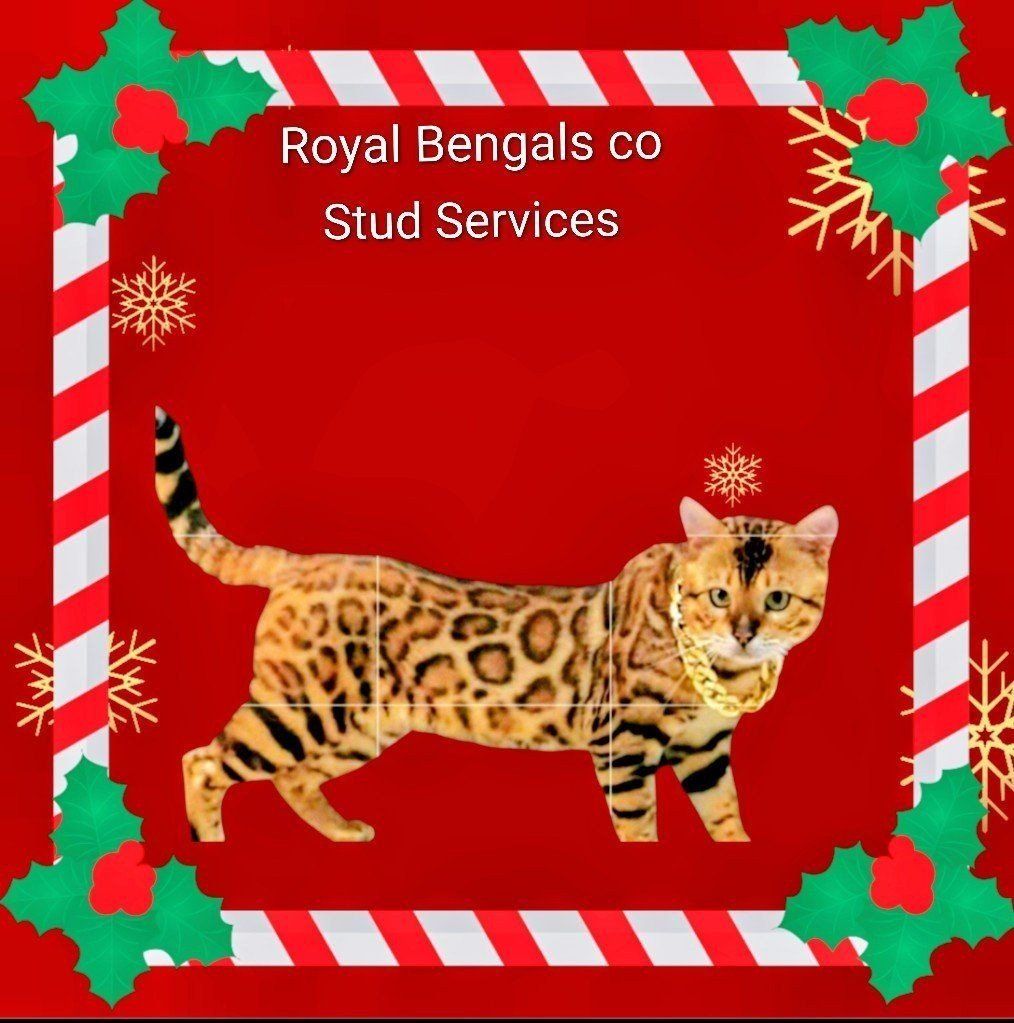 Royal - Bengal Stud Schedule Open 
