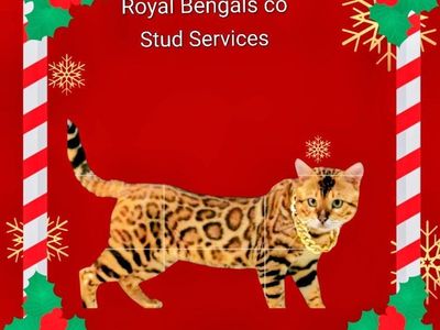 Royal - Bengal Stud Schedule Open