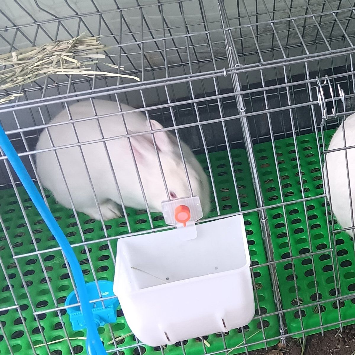 Florida White Rabbits for sale