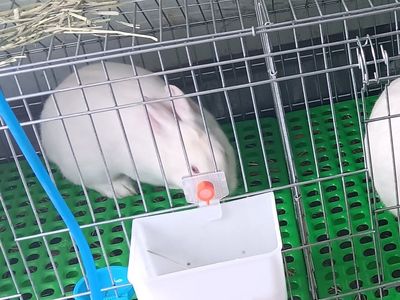 Florida White Rabbits for sale
