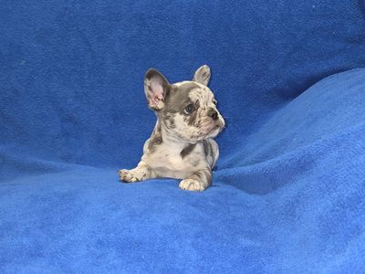 Blue-merle French Bulldog Puppy AKC