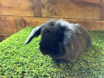 Baby Holland Lop
