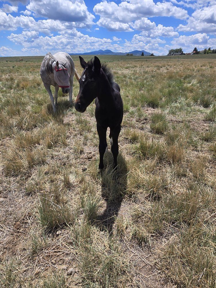 2026 Gray AQHA colt
