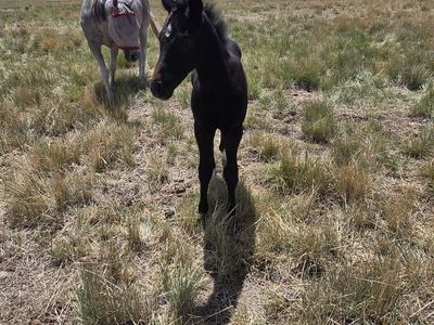 2026 Gray AQHA colt