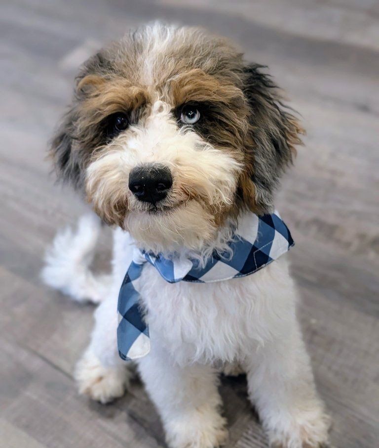 Blue-eyed Beauty & Devoted Companion, Mini Labradoodle Boy, 20-30lbs full grown