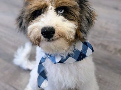 Blue-eyed Beauty & Devoted Companion, Mini Labradoodle Boy, 20-30lbs full grown