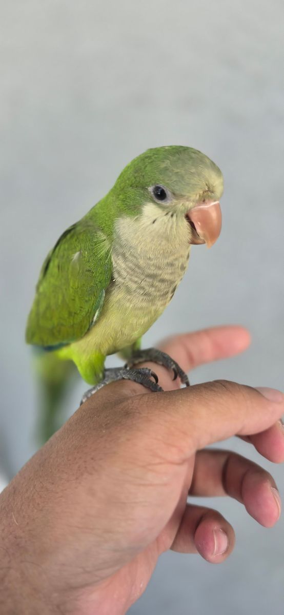 Handfed baby Quakers