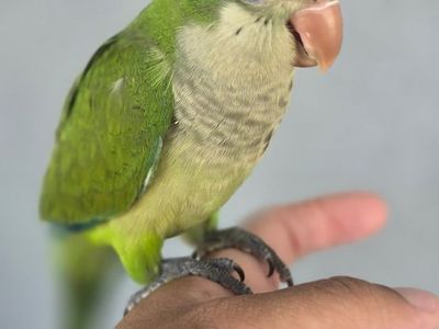 Handfed baby Quakers