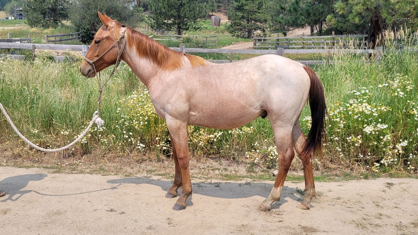2025 Red Roan Colt (Lakota)