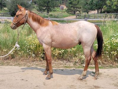 2025 Red Roan Colt (Lakota)