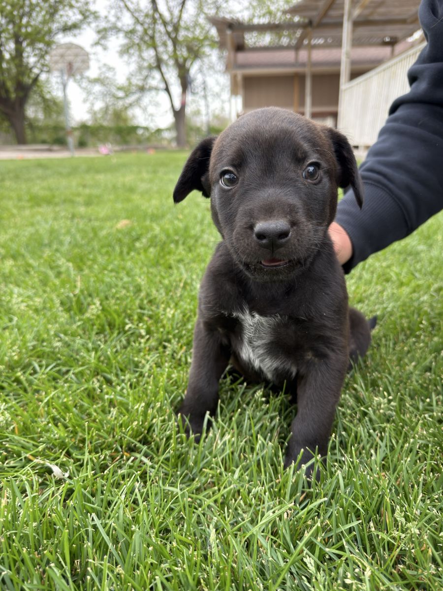 Heeler Aussie pup