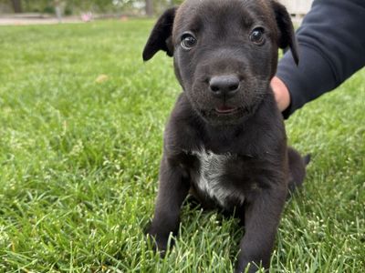 Heeler Aussie pup
