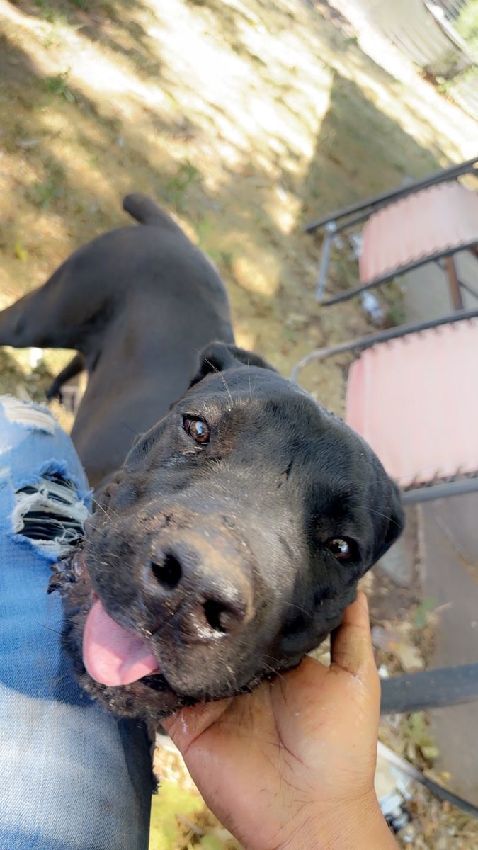 Cane corso