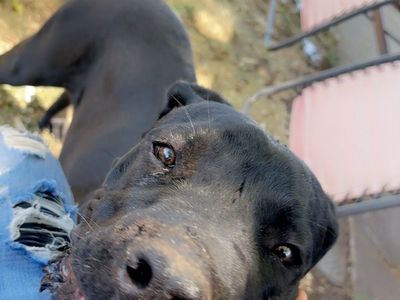 Cane corso