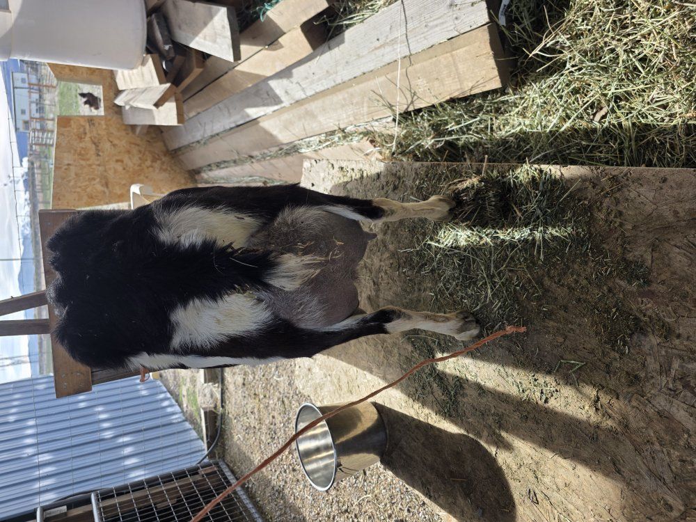 purebred lamancha goats