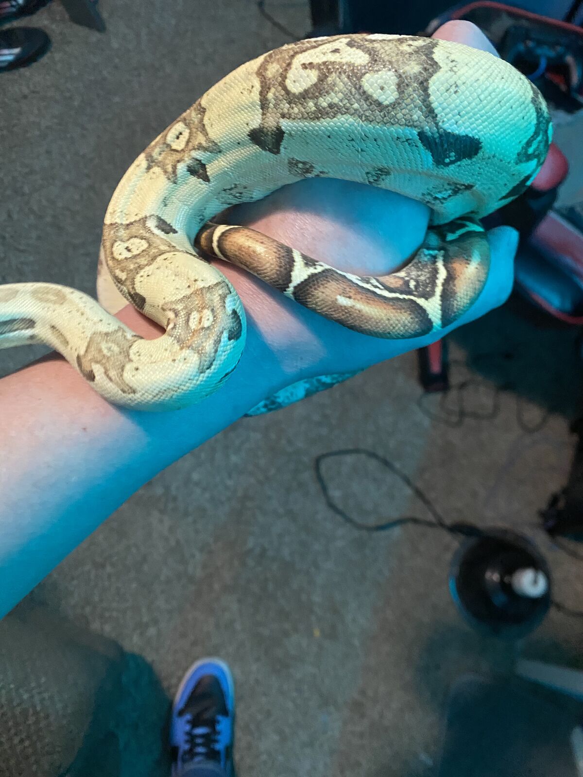 Manser Orangasm VPI T+ 100% het Anery male boa