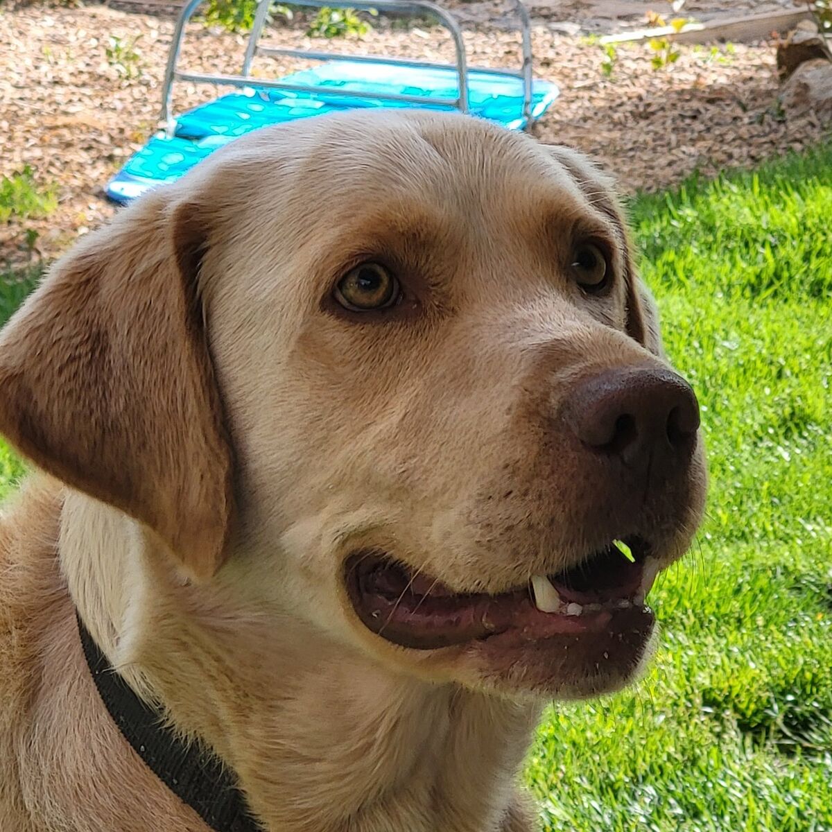 AKC registered Labrador retriever  stud