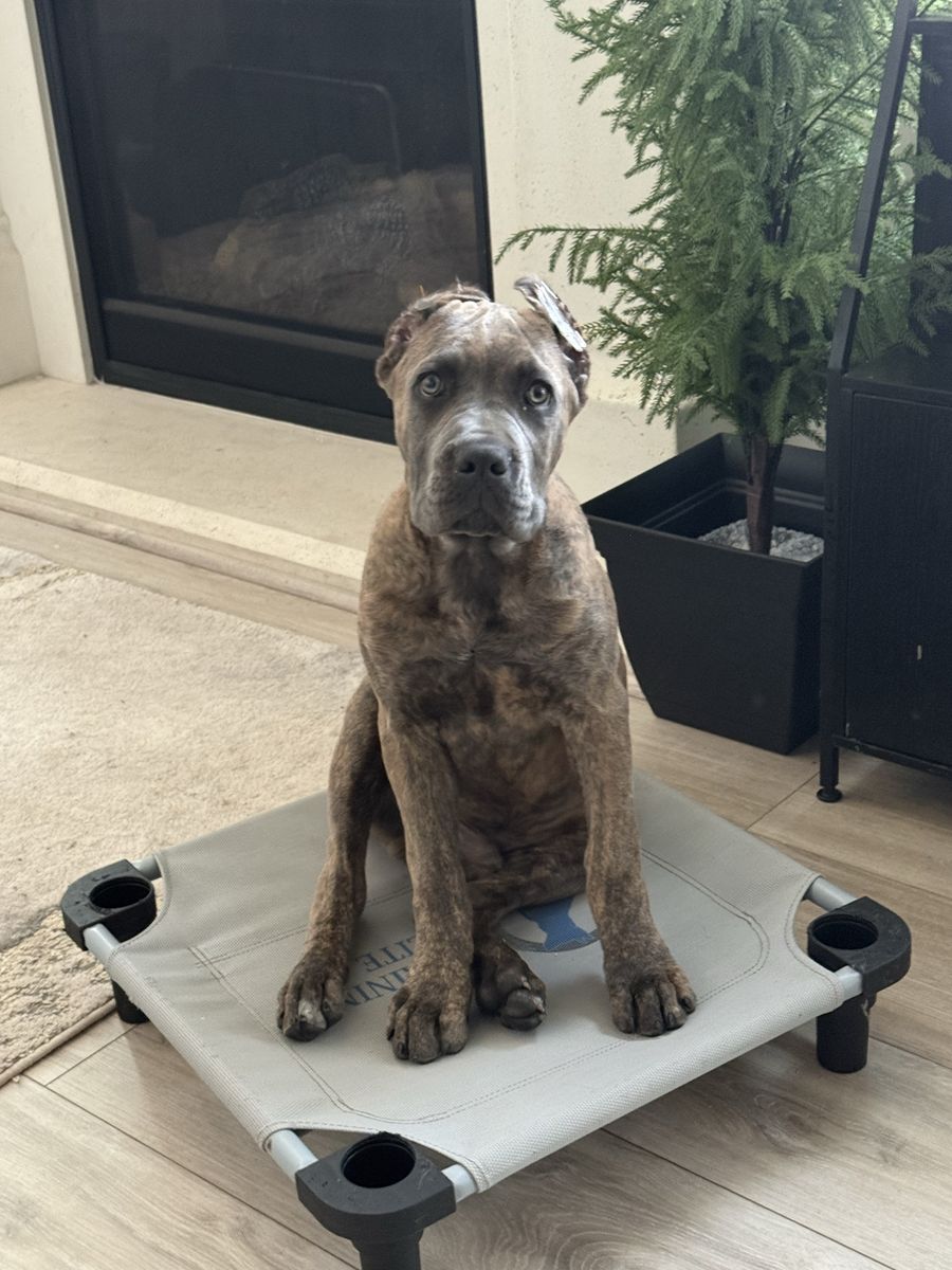 Dual Registered (ICCF & AKC) Cane Corso Puppy