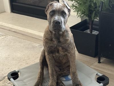 Dual Registered (ICCF & AKC) Cane Corso Puppy