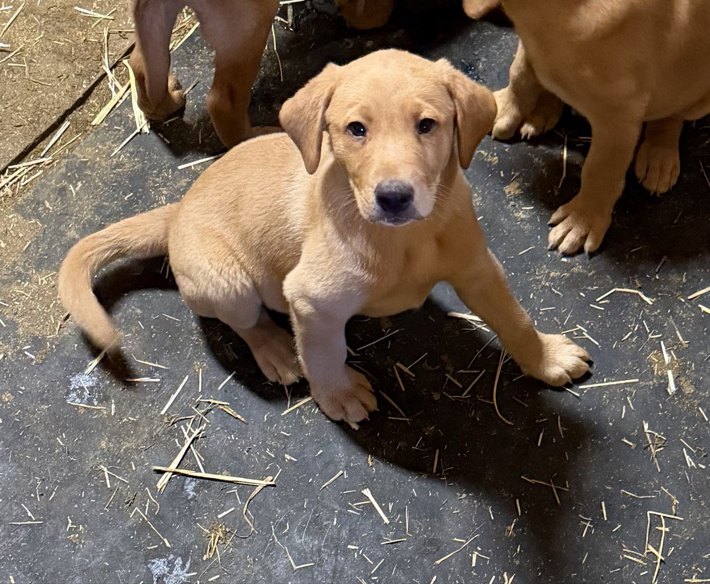 LAST ONE AKC Fox Red Lab Male