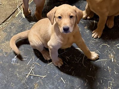LAST ONE AKC Fox Red Lab Male