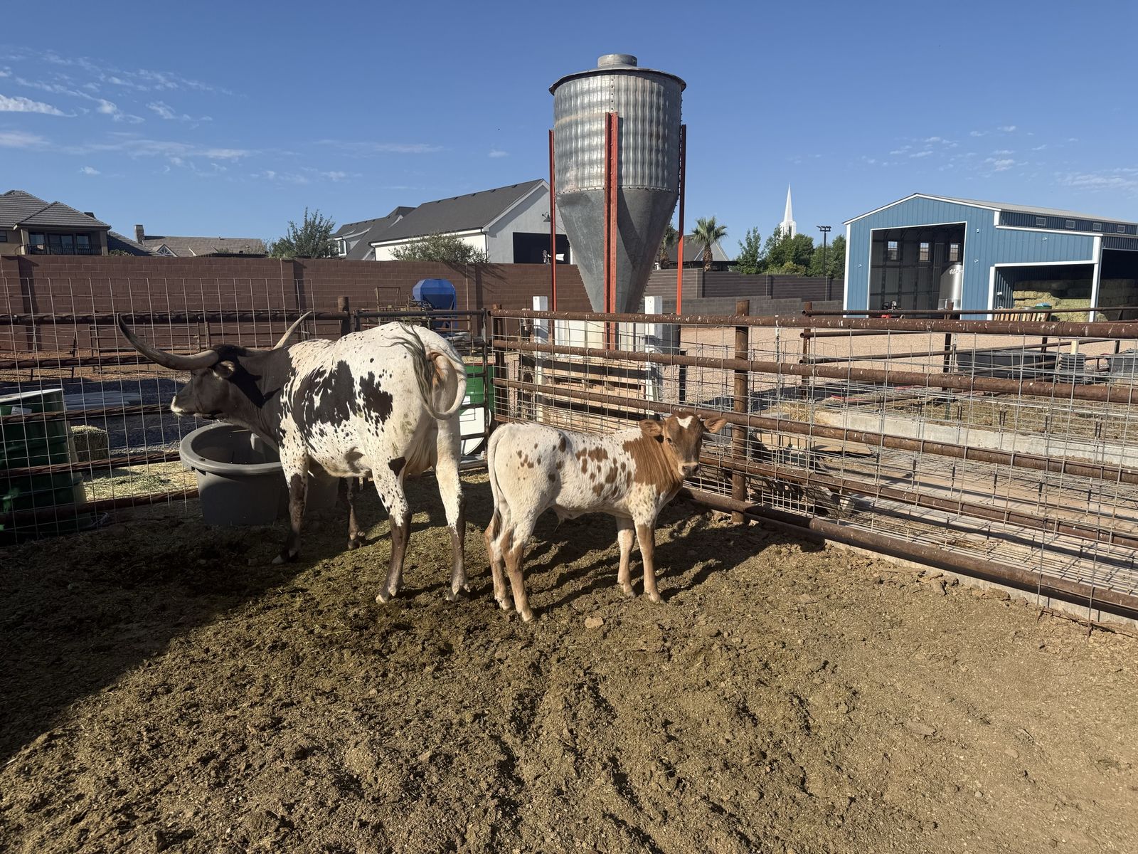 Longhorn Cow and Bull Calf