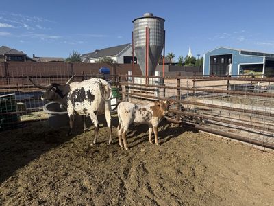 Longhorn Cow and Bull Calf