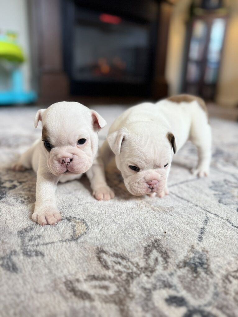 English Bulldog Puppies