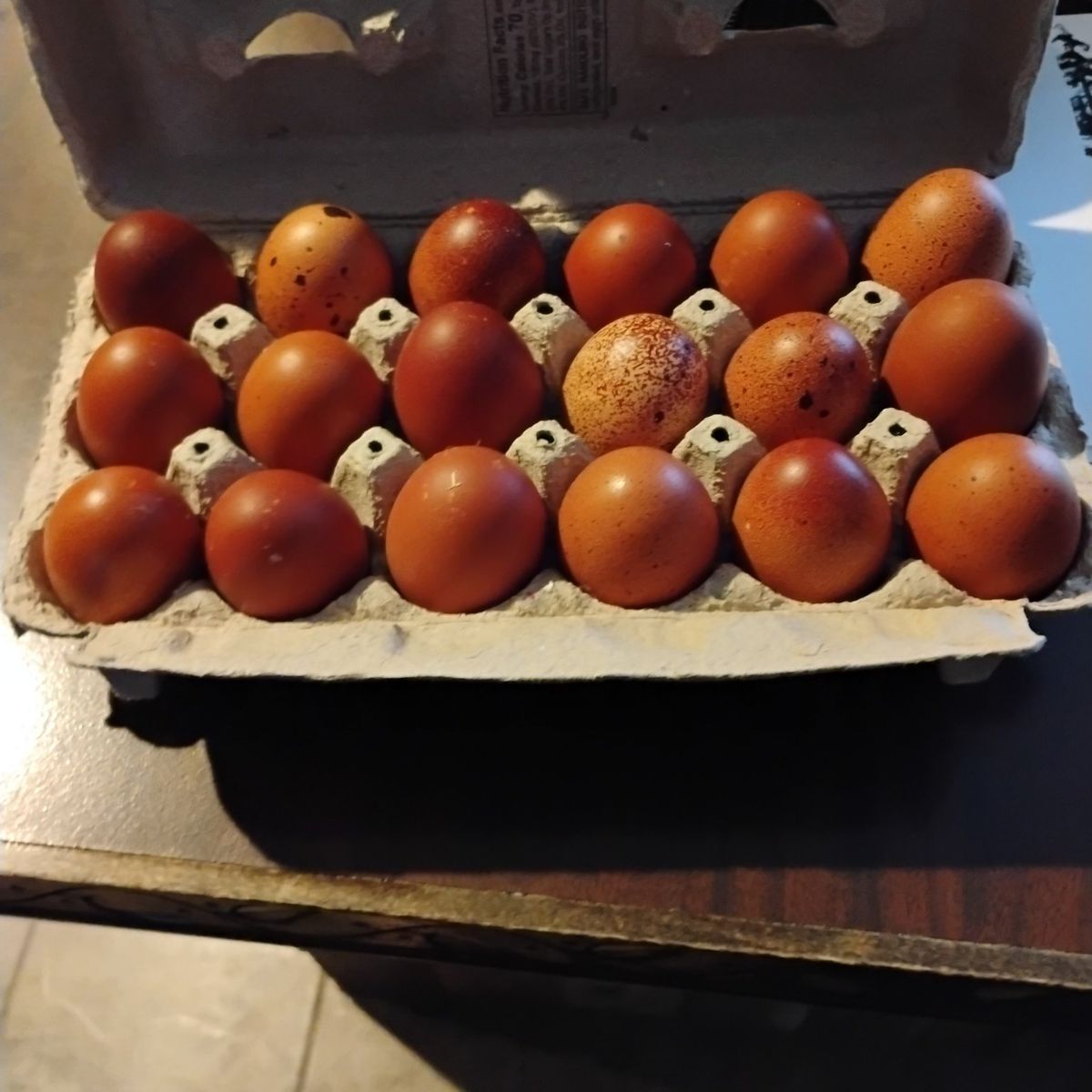 Black copper Marans chicks and eggs