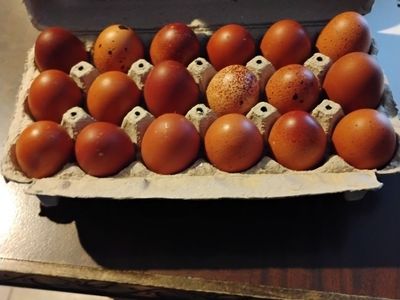 Black copper Marans chicks and eggs