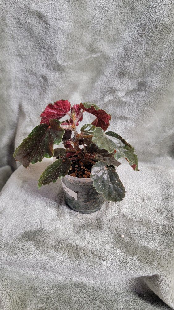 Begonia Ginny Galaxy - Revert