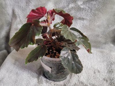 Begonia Ginny Galaxy - Revert