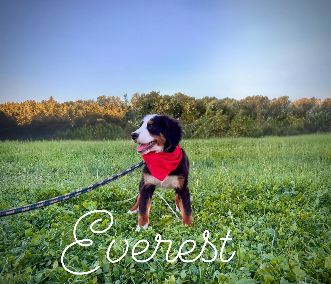 Female Bernese Mountain Dog