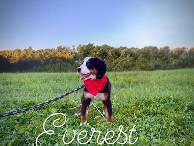 Female Bernese Mountain Dog