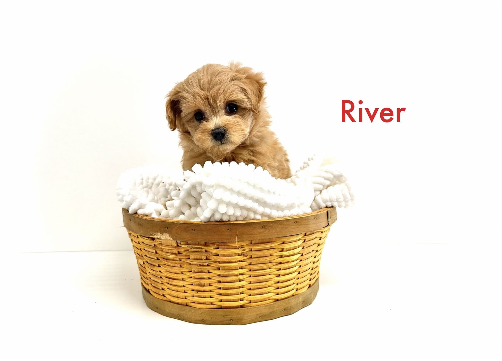 Adorable micro~mini teacup pomapoo puppies