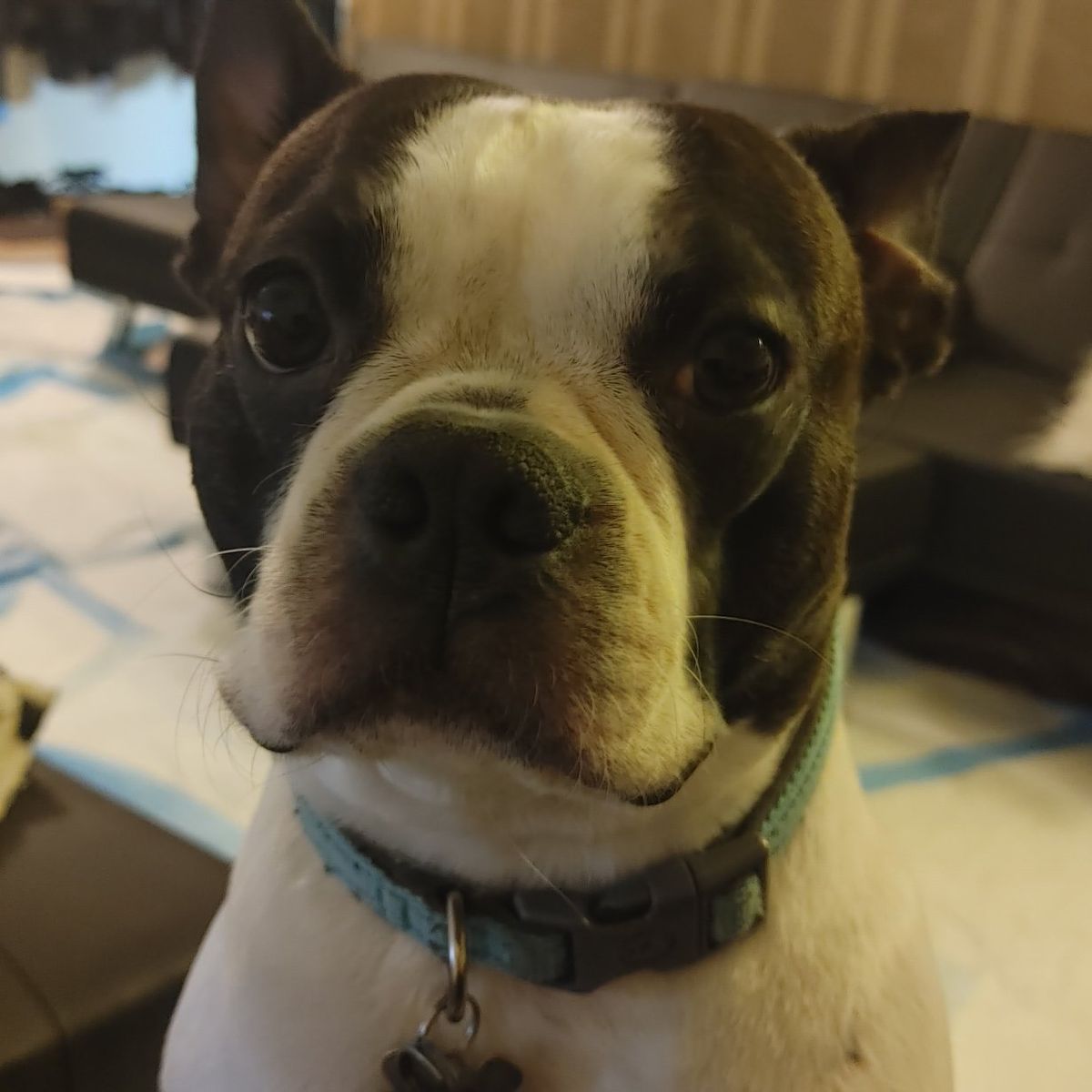 Jax Boston Terrier (Male)