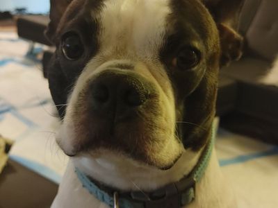 Jax Boston Terrier (Male)